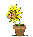 flower sneeze animated 2